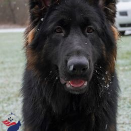 River - German Shepherd