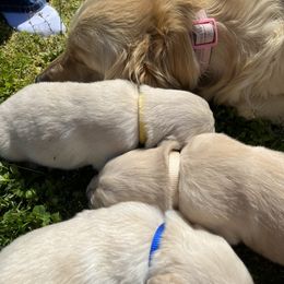 Golden Retriever Puppies from Walkers Goldens