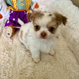Chance 5800 - Fawn and white male Chihuahua puppy in Citrus Heights, California from Golden State Chihuahuas
