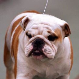 Bulldogs from Kokopelli Bulldogs