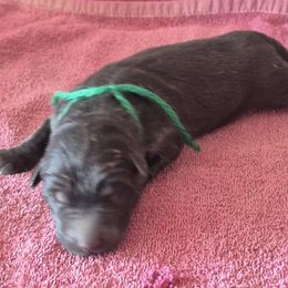 Nola's Blue boy - Black male German Shepherd puppy in Lake George, Colorado from High Country German Shepherds