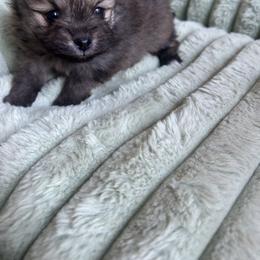 Girl2 - Chocolate merle female Pomeranian puppy in Somerset, Kentucky from Perez Pomeranians