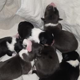 Border Collie puppies from Dog Pond Border Collies