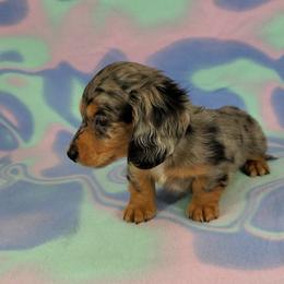 Dachshund Puppies from Newbern's Nuggets