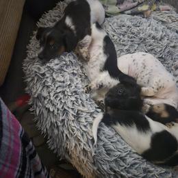 Dachshund Puppies from Kandice's Dachshunds