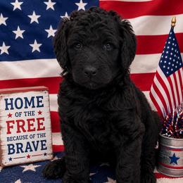 Black girl 2 - Black female Poodle puppy in Sandwich, Massachusetts from Cape Cod Aussies / Cape Cod Poodles and Doodles