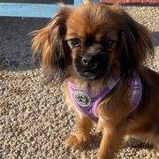 Cavalier King Charles Spaniels and Tibetan Spaniels from Kabaret Cavaliers & Tibetan Spaniels