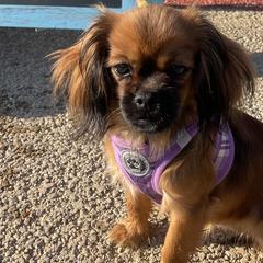 Cavalier King Charles Spaniels and Tibetan Spaniels from Kabaret Cavaliers & Tibetan Spaniels