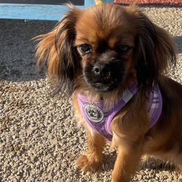 Cavalier King Charles Spaniels and Tibetan Spaniels from Kabaret Cavaliers & Tibetan Spaniels