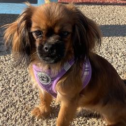 Cavalier King Charles Spaniels and Tibetan Spaniels from Kabaret Cavaliers & Tibetan Spaniels