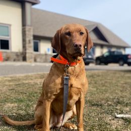 Labrador Retrievers from Glory Bound Retrievers