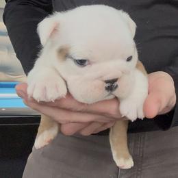 Boy 4 - Fawn brindle and white male Bulldog puppy in Fort Wayne, Indiana from Odyssey English Bulldogs