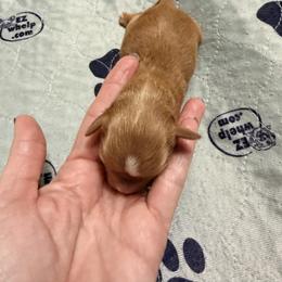 Girl 3 - Wheaten female Miniature Schnauzer puppy in Kaufman, Texas from KK’s Krazy Kennels