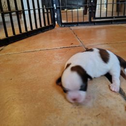 2 Robin - Gold and white female Shih Tzu puppy in Grand Prairie, Texas from R&R Shih-Tzus & Stud Services