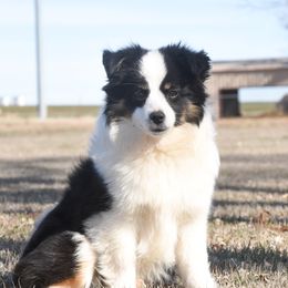 Lyng  - Toy Australian Shepherd