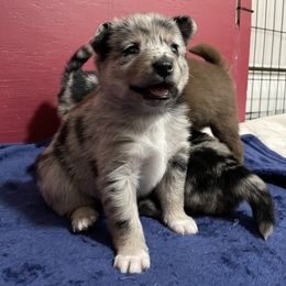 Pomsky Puppies from Michelle's Pomskies