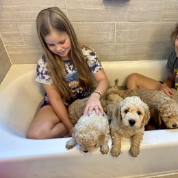 Goldendoodle Puppies from Lykeable Farms