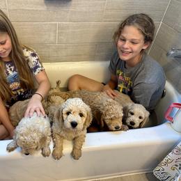 Goldendoodle Puppies from Lykeable Farms