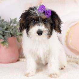 June - Trained - Parti female Maltipoo puppy in Salt Lake City, Utah from Marlene's Doodles