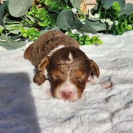 Bernedoodle puppies from Farquharson's Poodles&Doodles
