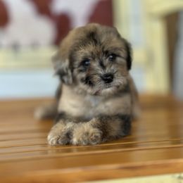 Red - Merle male Whoodle puppy in Youngstown, Florida from Wonderland’s Boujie Kennels