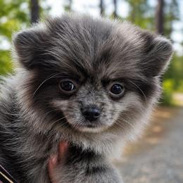 Oreo - Blue merle female Pomeranian puppy in Lumberton, Mississippi from Piney Woods Pomeranians
