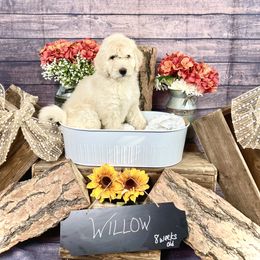 Goldendoodle Puppies from Boulder Mountain Doodles