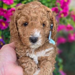 Rocket - Red male Cavapoo puppy in Vernon, Texas from Sugarland's Texas Goldendoodles
