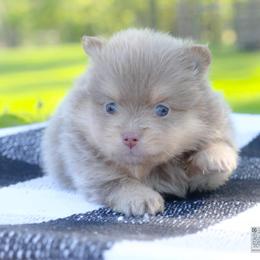 Dune-lavendar and tan - Lavender male Pomeranian puppy in Bremen, Indiana from AMS Pomeranians and Pomskies in Indiana