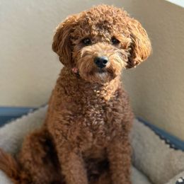 Benji - Goldendoodle