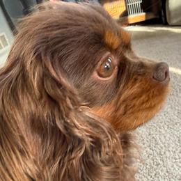 Latte - Cavalier King Charles Spaniel