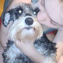 Miniature Schnauzers from Kristy's French Bulldogs & Mini Schnauzers