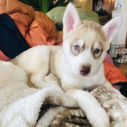 Siberian Husky Puppies from Mahavidya Siberians