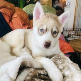 Siberian Husky Puppies from Mahavidya Siberians
