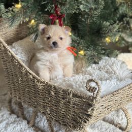 Orange - Cream sable male Pomeranian puppy in Meridian, Idaho from Idaho_poms