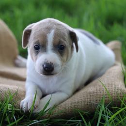 Molly - Tri-color female Jack Russell Terrier puppy in West Bend, Iowa from Blue Skies Terriers