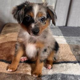 Marcia Brady - Blue merle female Toy Australian Shepherd puppy in Sulphur, Louisiana from Triple J Aussies and Corgis