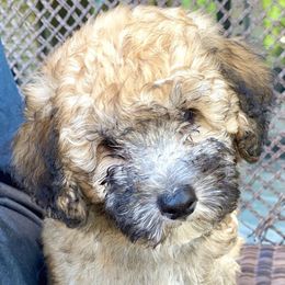 Aussiedoodles and Goldendoodles from All Things Doodles