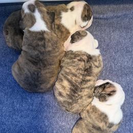 Bulldog puppies from Teddy Bear Classic Canines