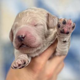 Birch - Cream male Goldendoodle puppy in Kansas City, Missouri from Beary GoldenDoodles