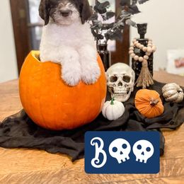 Double Doodle and Labradoodle Puppies from Magnolia & Finn Doodles