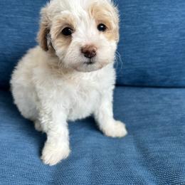 Cavalier King Charles Spaniel, Cavapoo, Havanese, Havapoo, and Poodle Puppies from West Cobb Dogs