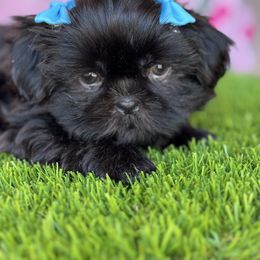 Smidge - Black female Shih Tzu puppy in San Tan Valley, Arizona from My Puppy Tzu