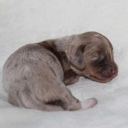 Thorn (3800) - Dapple female Dachshund puppy in Sonora, Kentucky from Maple Hill Miniature Dachshunds
