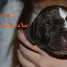 Boy 2-orange - Liver and white male German Shorthaired Pointer puppy in Riverdale, Michigan from Ninemire Farm