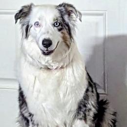 Australian Shepherd puppies from Edge Farm LLC