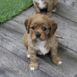 AKC Prim - Ruby female Cavalier King Charles Spaniel puppy in Albany, Indiana from Hatz Off Puppies