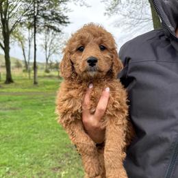Big Ben - Red male Cavapoo puppy in Bozrah, Connecticut from Cedar Creek Farm