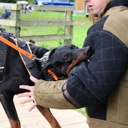 Doberman Pinschers from Warsong Dobermans