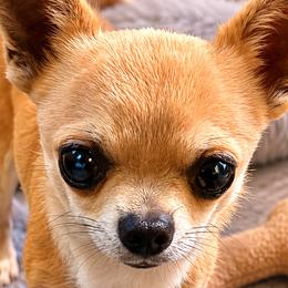 Biscuit - Chihuahua